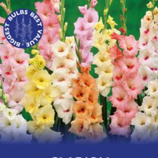 8718641970485 1 Gladiolus Pastel Mixed.jpg